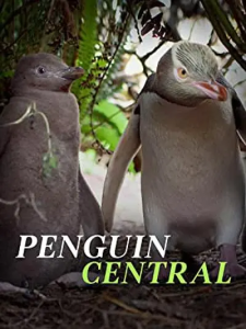  探秘企鹅王国 Penguin Central 2019 企鹅中心 新西兰-bluray